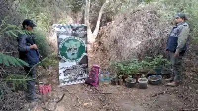 Incautan cultivo de marihuana en Amaicha del Valle durante procedimiento por abigeato