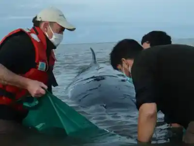 La ballena encallada en San Isidro murió pese al operativo: qué pasó