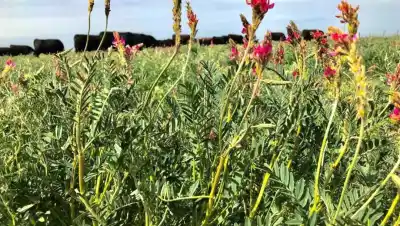 La leguminosa que promete revolucionar la ganadería en el Valle de Viedma: ¿qué es el sainfoin?