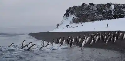 Emergieron del mar entre saltos y nieve: el impactante video de los pingüinos papúa en la Isla Martillo