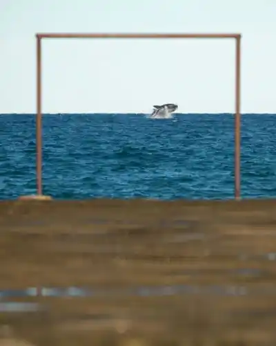 Renunció a todo en Córdoba y se fue a vivir a Puerto Pirámides: la historia del fotógrafo que capturó a una ballena cruzando un arco