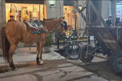 Se desplomó en pleno centro: el dramático momento que obligó a secuestrar un caballo