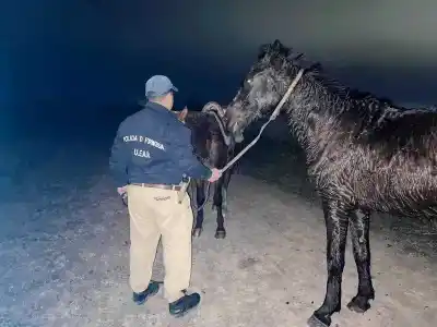 Huyeron a los esteros y dejaron todo: el operativo que desnudó el abigeato en Pirané