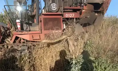 Apareció en medio de la cosecha: la imponente serpiente que paralizó a los trabajadores