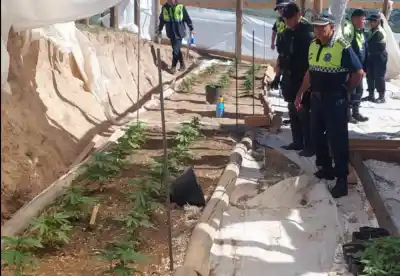 Desmantelan en Tafí del Valle un invernadero y laboratorio clandestino para cultivar marihuana