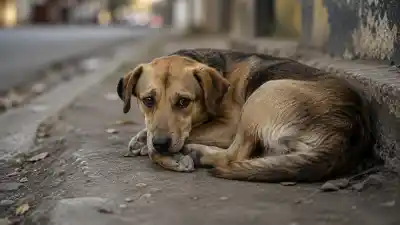 El drama que crece en Jujuy: protectoras al borde del colapso por el maltrato animal