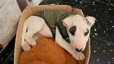 Robaron a su perro en La Banda: la desesperada búsqueda de un Bull Terrier que pertenece a un niño con hipoacusia