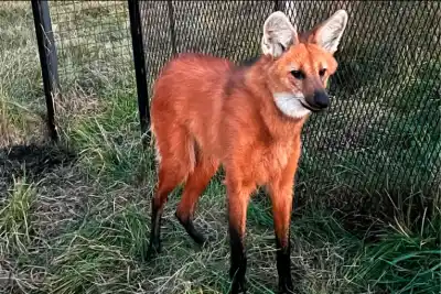 Rescataron a un aguará guazú en Gualeguay y ahora lo preparan para volver a la naturaleza con un collar satelital