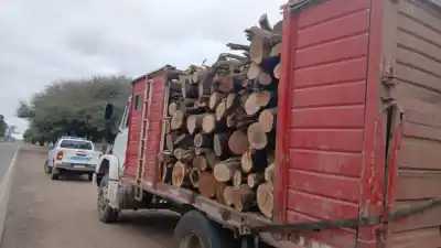 Un camión con 15 toneladas de madera y un animal sin vida: el insólito hallazgo en la Ruta 89