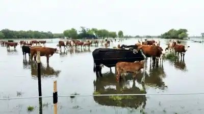 El Niño se acerca: la advertencia del Senasa que ningún productor debería ignorar
