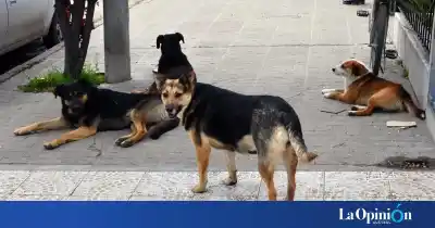 Dos nenes vieron todo: buscan a un hombre por envenenar perros en Los Antiguos