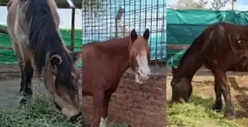 Detrás de cada rescate equino en San Juan: historias de abandono, lucha y una segunda oportunidad