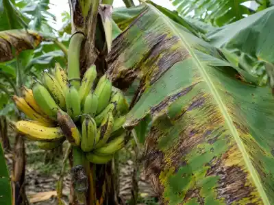 Un decreto nacional enciende las alarmas en Salta: peligran las plantaciones de banana