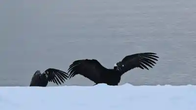Alerta en las costas de Río Negro: monitorean la presencia de cóndores en dos balnearios