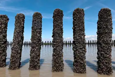 Quieren convertir la costa fueguina en un polo de mejillones: el curso que lo explica todo