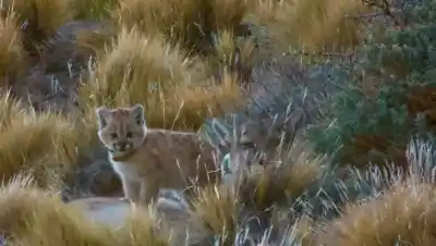 La historia de Soledad: la cría de puma que crece en la estepa patagónica y tiene a todos conmovidos