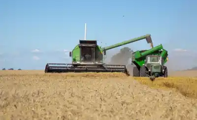 El campo pampeano apuesta al trigo: casi 250 mil hectáreas sembradas gracias a las lluvias