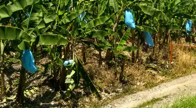 El escobazo que dejó al banano del norte sin defensa: productores van al Senasa