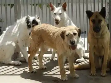 Abandonan perras recién paridas con sus crías en Tolhuin: la cifra se duplicó