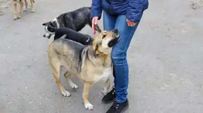 En Bolívar, los perros mueren en minutos: denuncian una ola de envenenamientos que aterra a los vecinos