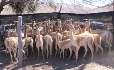 Dos gigantes de la moda de lujo pujan por la fibra de vicuña jujeña