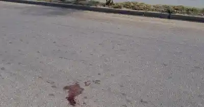 Un camión atropelló a un animal y los vecinos de la avenida Choya ya no aguantan más