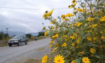 La maleza que enciende Salta: pasto cubano crece sin control y agrava el riesgo de incendios