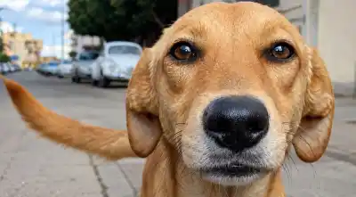 ¿Qué hay detrás de los perros callejeros en Salta? Las historias que nadie olvida