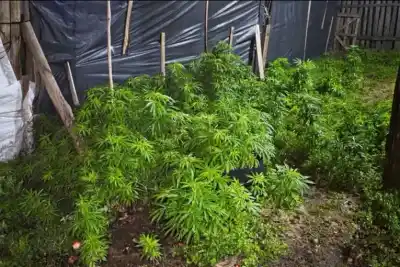 Fue a intervenir en una pelea de pareja y encontró 255 plantas de marihuana