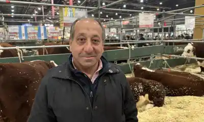 El toro que puso a Chubut en la cima de la ganadería: el secreto detrás del Gran Campeón en Palermo
