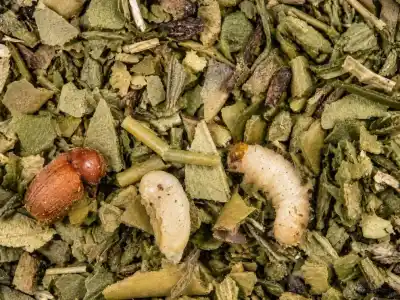 Un enemigo silencioso en los paquetes de yerba: el gorgojo del tabaco ya preocupa a la industria