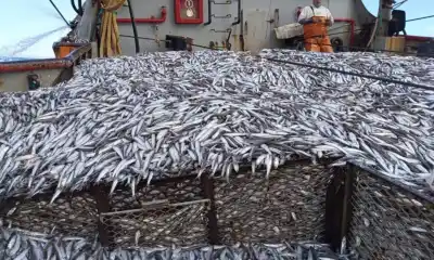 El mercado puso fin a la temporada de anchoíta en Chubut: ¿qué pasó con los últimos despachos?