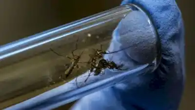 Tucumán alcanza un récord sanitario: 26 semanas sin dengue y se prepara para la influenza H3N2