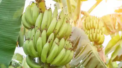 El riesgo que corre la producción bananera del NOA y que nadie contó