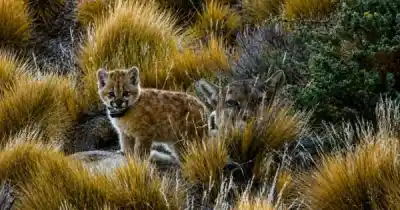 Soledad, la cachorra de puma que desafía el invierno en la estepa santacruceña