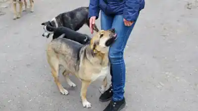 En Bolívar, la pesadilla se repite: aparecen nuevos perros envenenados y los vecinos no aguantan más