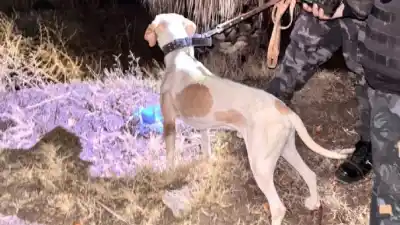 El olfato de Fito no falló: el perro policía que encontró $100 mil escondidos en una palmera