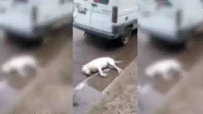 Un cable caído en Villa Obrera terminó con la vida de un perro y desató la bronca vecinal