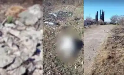 Misterio en La Silleta: aparecen perros muertos y vecinos exigen respuestas