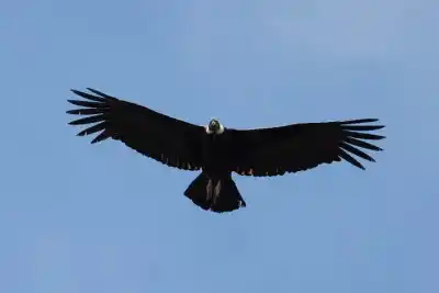 Vuelve al cielo: el cóndor que rescataron en Córdoba será liberado en Sierra de las Quijadas