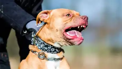 Atacado por un pitbull: la desesperada carrera para salvar a un bebé en La Banda