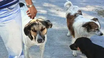 El crudo relato de una proteccionista sobre los perros en situación de calle en Paraná