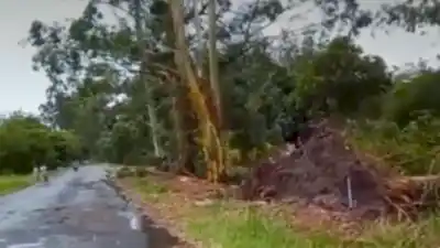 Una tormenta violenta arrasó con árboles y techos en Arcadia, Chicligasta