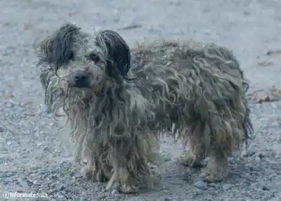 Fatiga, Dardo y la Negra Mercedes: las historias detrás de los perros callejeros que conmovieron a Salta