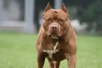 Un pitbull atacó a un bebé en La Banda: lo que hallaron en la casa de la víctima