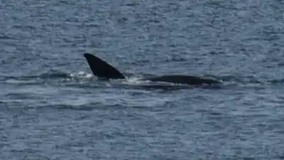 El espectáculo natural que paralizó la Ruta 3: ocho ballenas francas sorprendieron a conductores y pescadores