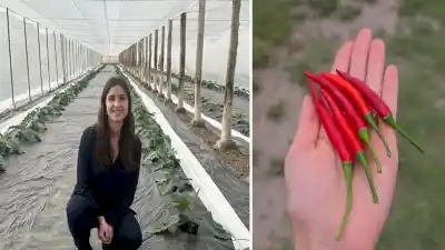 Una tucumana exporta por primera vez ajíes gourmet a Francia y genera empleo local