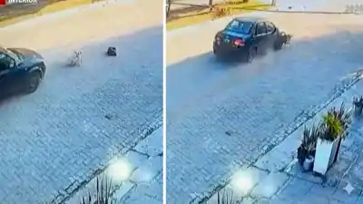 Alberdi: conductor huye tras atropellar y matar a dos perros