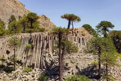 El árbol que solo crece en Neuquén y guarda secretos milenarios bajo la ceniza