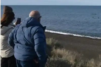 Se dejaron ver en la Ruta 3: el espectáculo natural que paralizó a conductores y pescadores